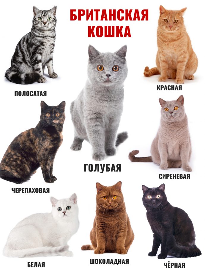 Восемь окрасов кошек британской породы